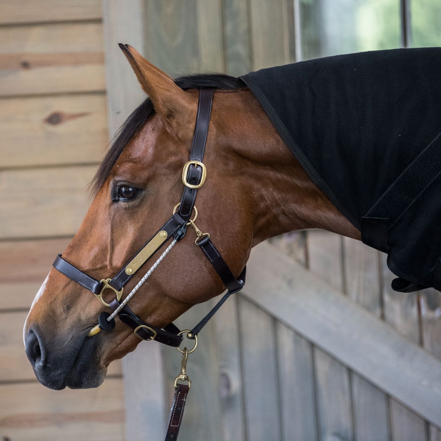 ThinLine Busy Buddy for Bridles and Headcollars