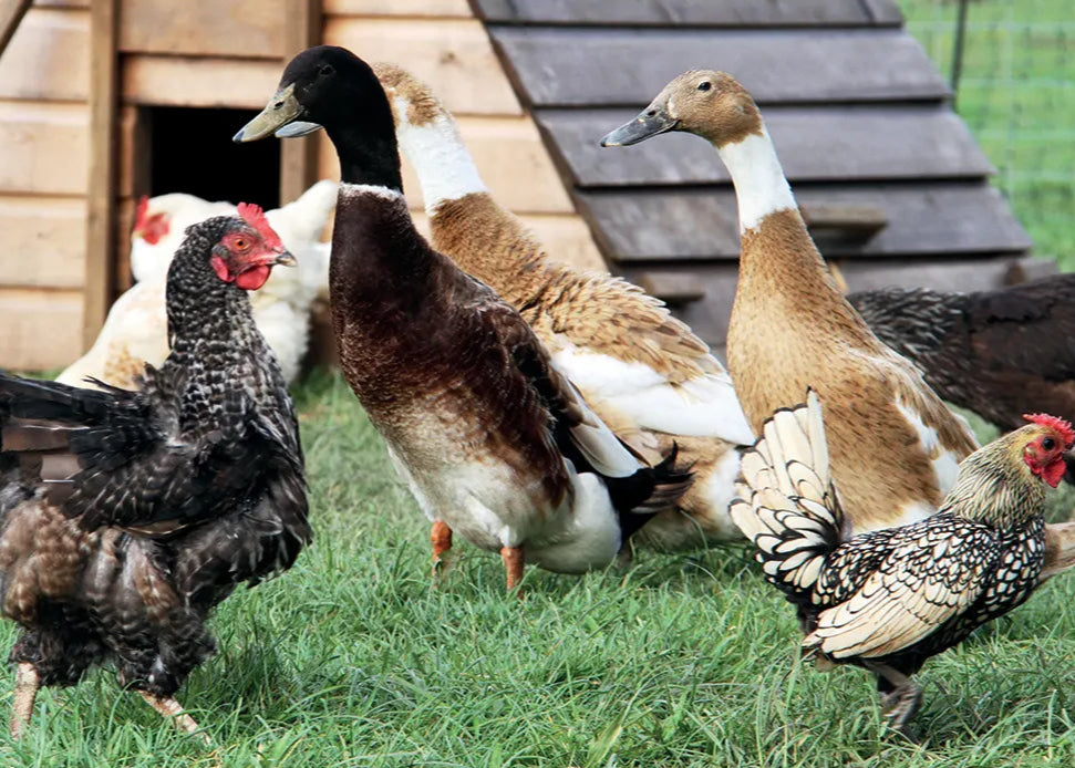 Kevin Milner Countryside Cards #style_farm-ducks