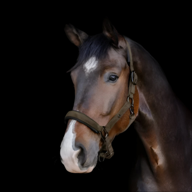 Waldhausen St. Gallen Halter #colour_green-brown