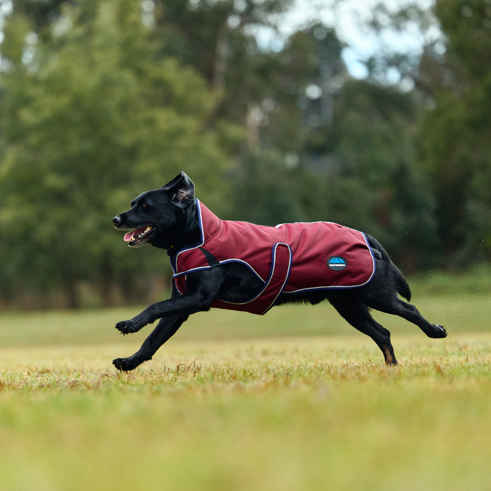 Weatherbeeta Comfitec Premier Deluxe Waterproof Dog Coat #colour_burgundy-navy