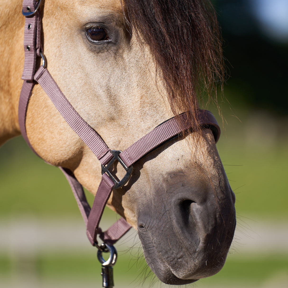 Imperial Riding Classic Sport Headcollar #Collar_marble