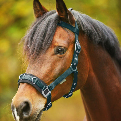 STAR Economic Lunging Halter #colour_fir-green