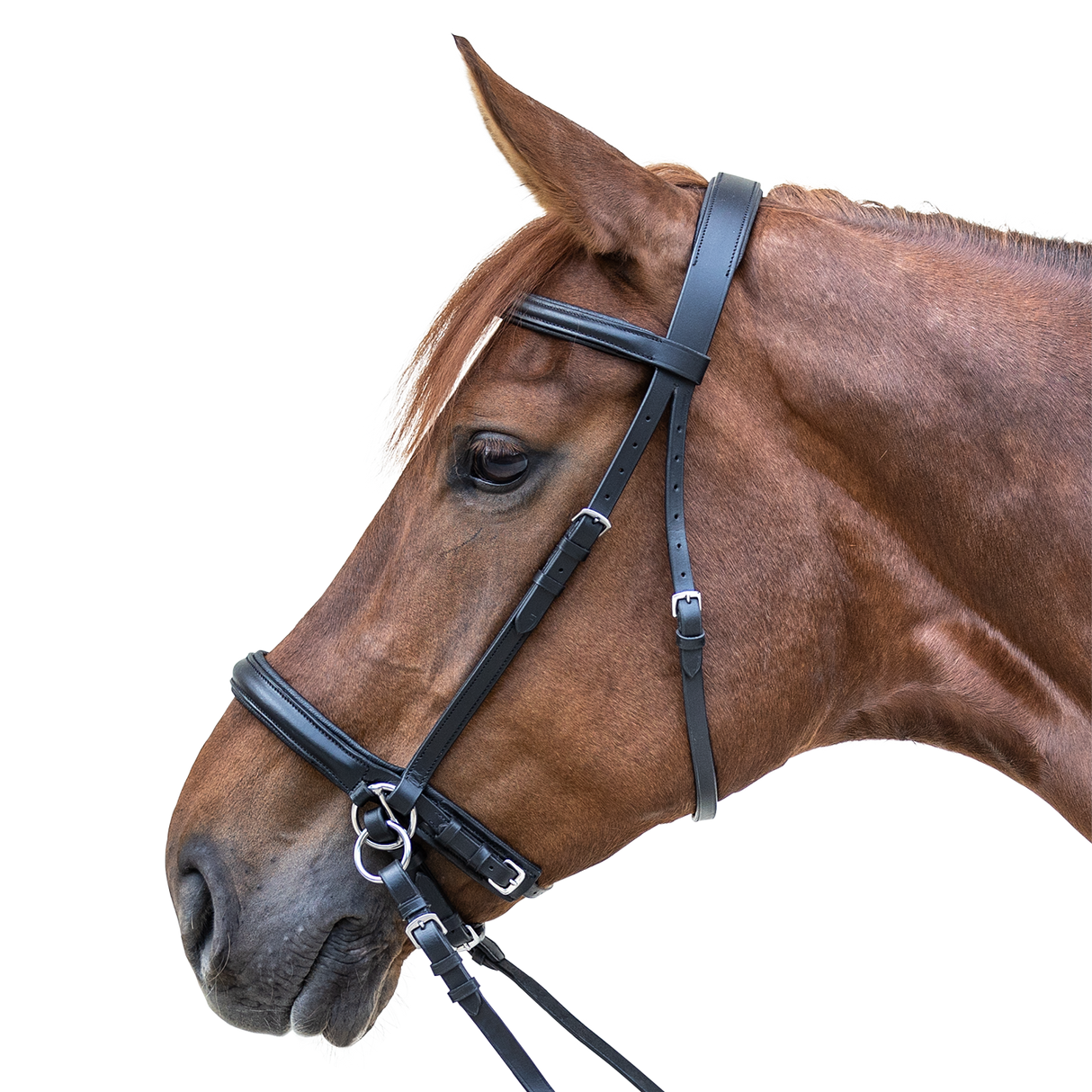 STAR Bitless Bridle