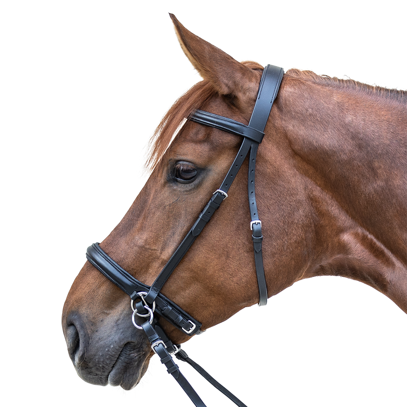 STAR Bitless Bridle