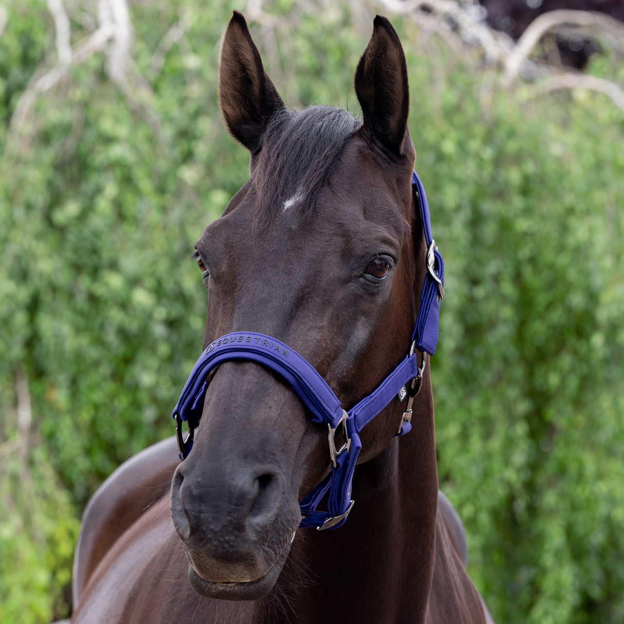 GS Equestrian & Country Revella Headcollar
