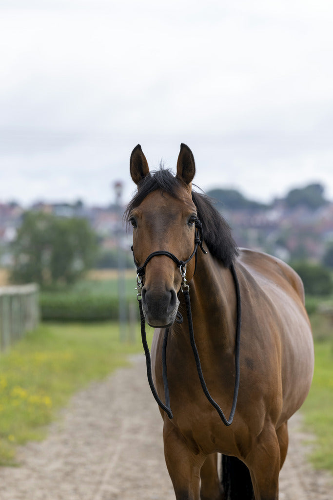 Norton Ethological Headcollar With Reins #colour_black
