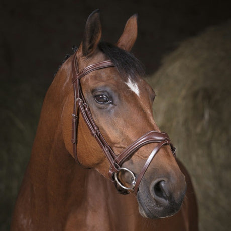 Norton Pro Vague Bridle #colour_havana