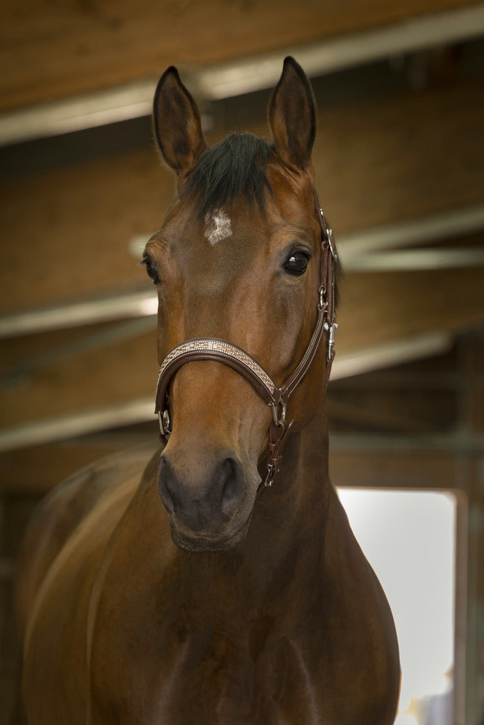 Norton Pro Princesse Leather Halter #colour_havana