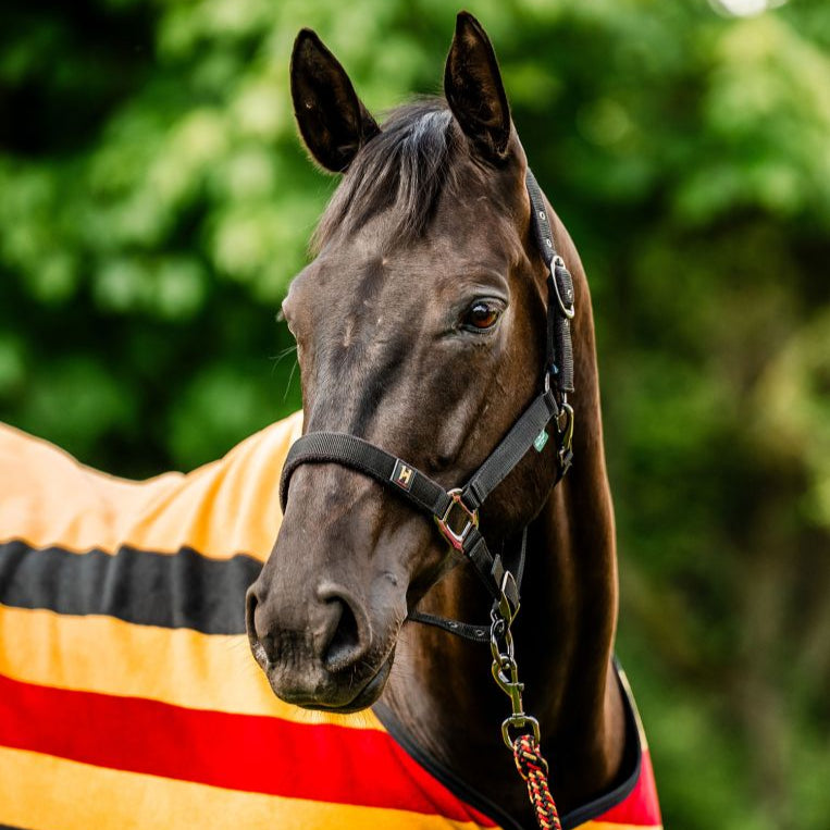 Horseware Ireland Newmarket Headcollar & Leadrope #colour_whitney-gold