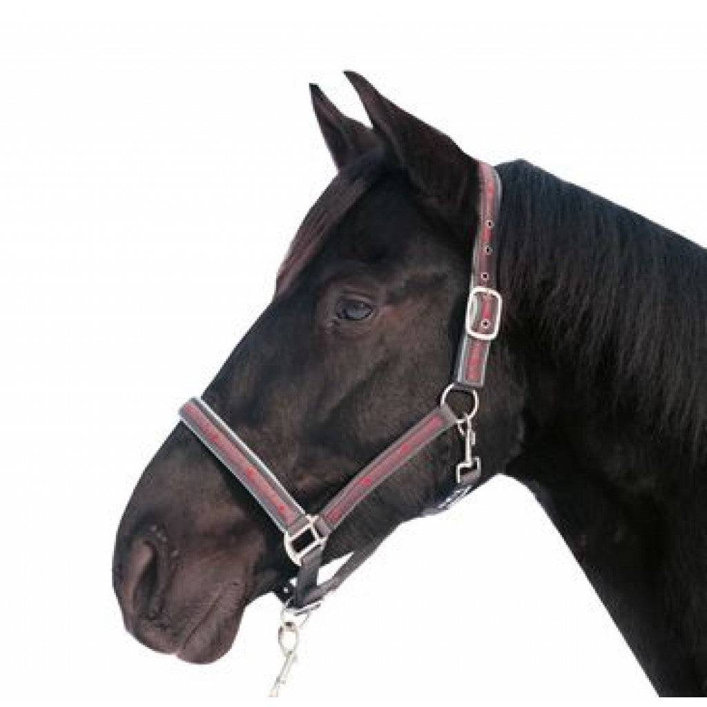 Licol et longe HKM avec mousqueton -Sternchen-