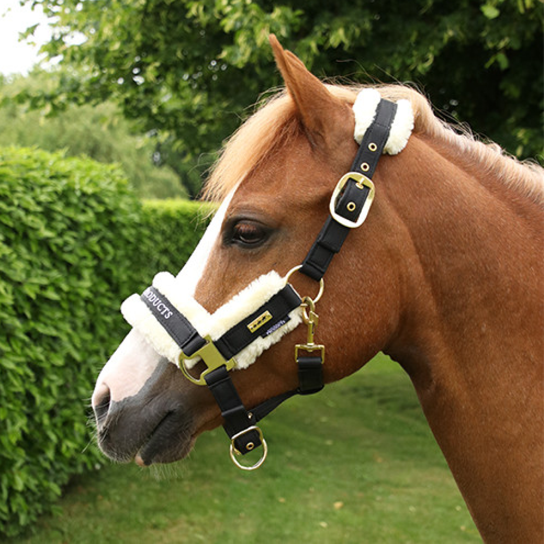 Royal Occasion-Halfter von Supreme Products