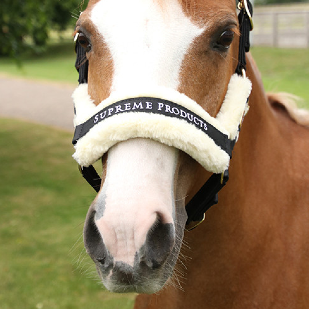 Royal Occasion-Halfter von Supreme Products
