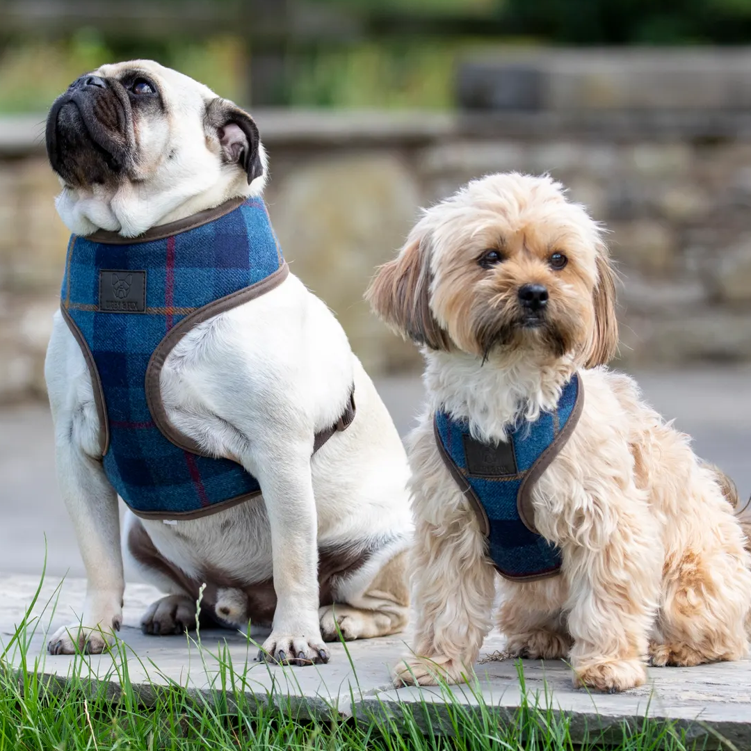 Shires Digby & Fox Tweed Dog Harness #colour_navy