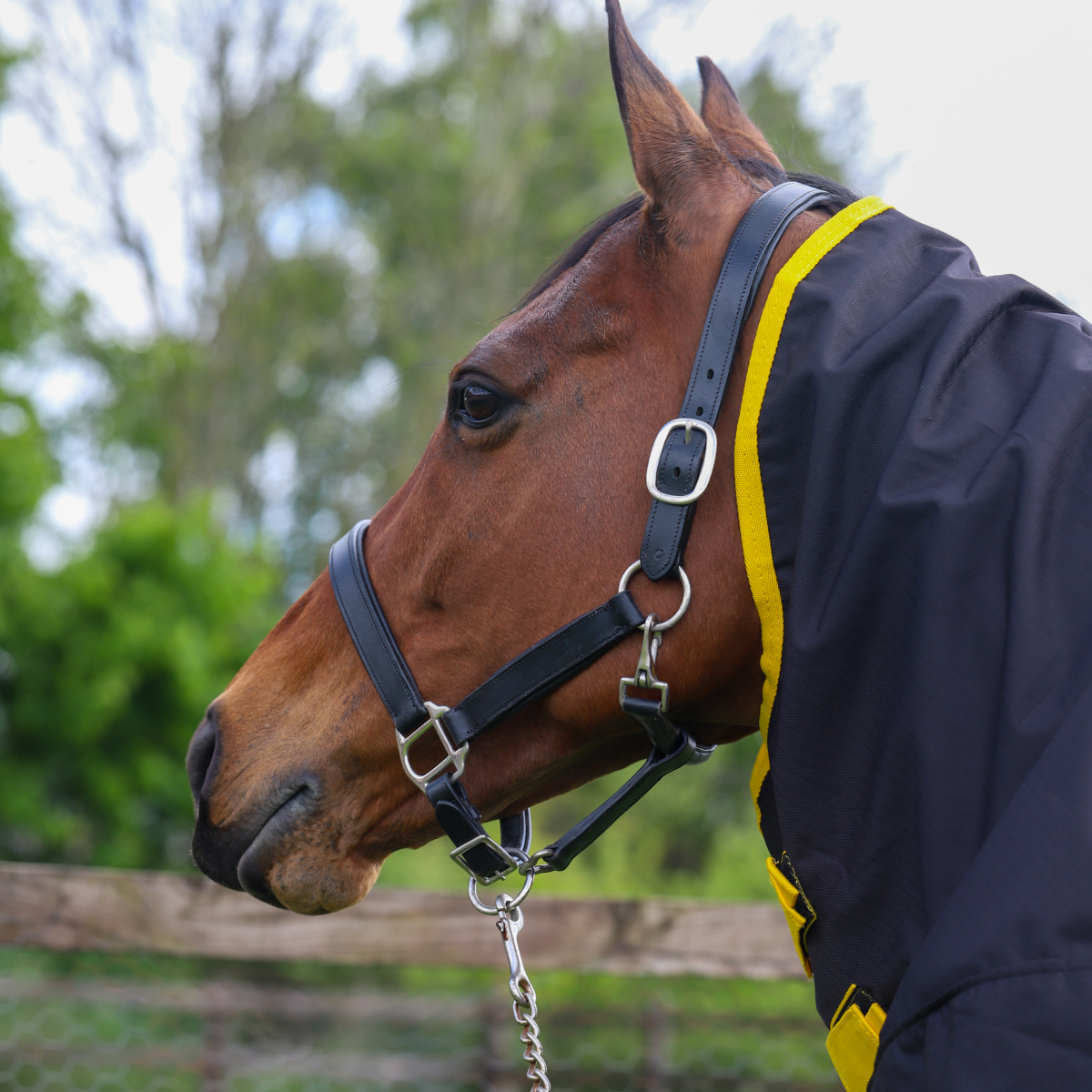 #colour_black-yellow