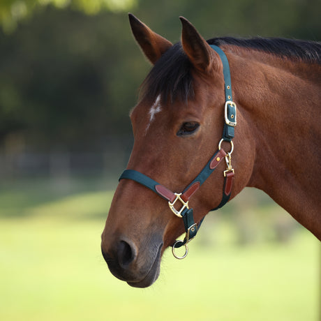 Shires ARMA Porto Headcollar #colour_green