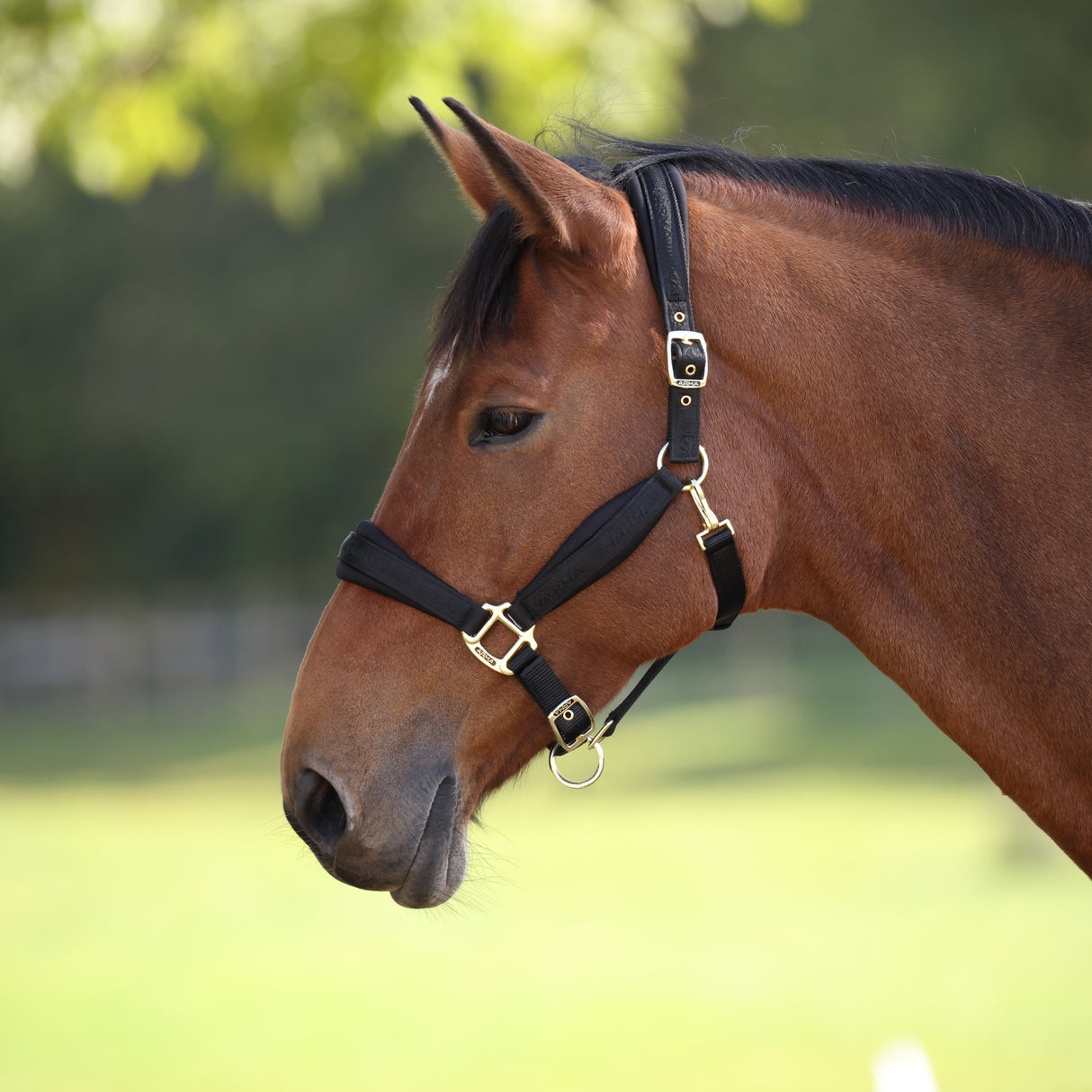 Shires ARMA Padded Headcollar #colour_black