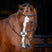 Shires Velociti RAPIDA Grackle Bridle #colour_havana