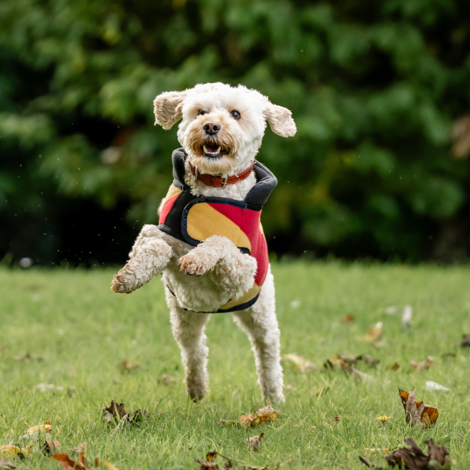 Horseware Ireland Newmarket Dog Fleece #colour_whitney-gold