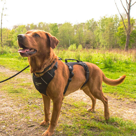 Mountain Paws 3-Strap Dog Harness #colour_black