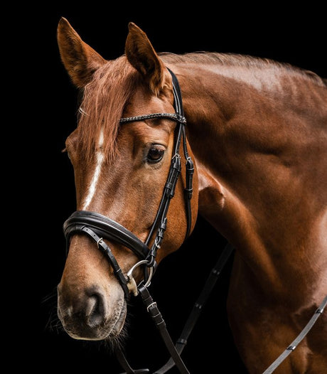 Waldhausen X-Line Bridle Favorite #colour_black