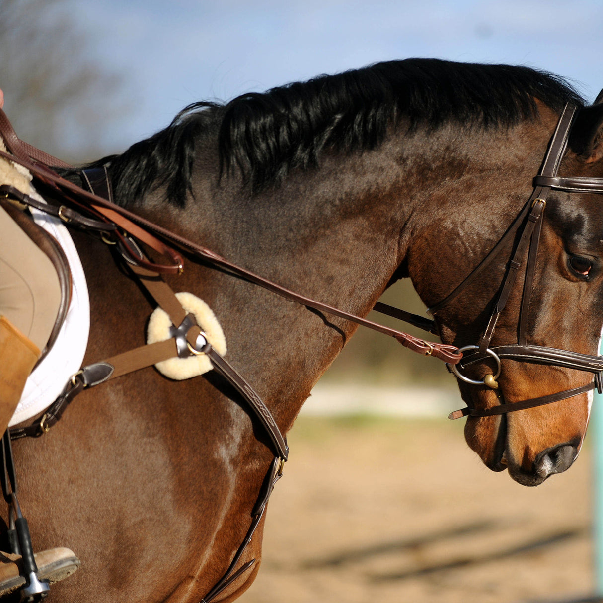 Whitaker Valencia 5 Point Breastplate #colour_havana