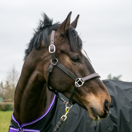 GS Equestrian Leather Padded Head Collar