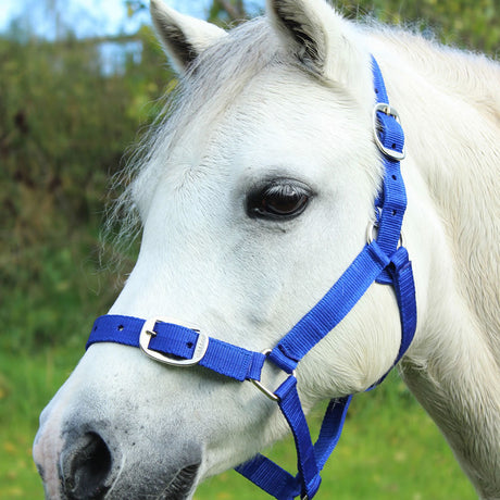 Gallop Headcollar & Lead Rope Set