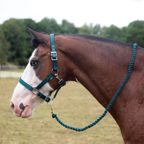 Gallop Premium Padded Headcollar With Lead Rope #colour_green