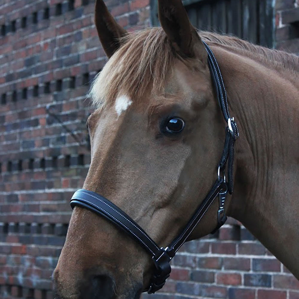Gallop Premium Padded Leather Headcollar #colour_brown