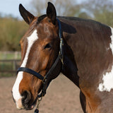 Gallop Premium Padded Leather Headcollar #colour_black