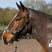 Gallop Premium Padded Leather Headcollar #colour_pink-aqua