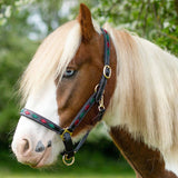 Gallop Premium Padded Leather Headcollar #colour_burgundy-green