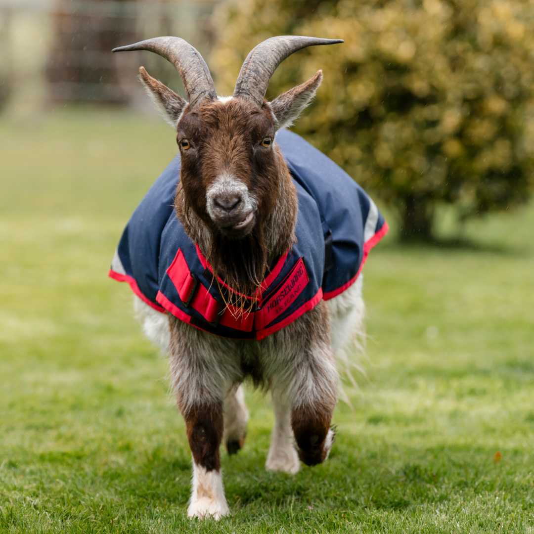 Horseware Ireland 200g Goat Coat
