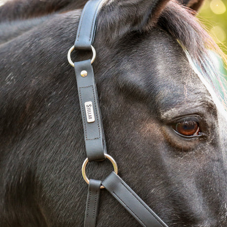 Equilibrium Stellar All-Weather Safety Headcollar #colour_black