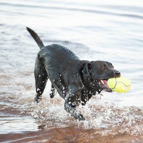 KONG AirDog Squeaker Football #size_s