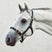 Mackey Economy Webbing Headcollar #colour_green