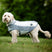 Horseware Ireland Newmarket Dog Fleece #colour_whitney-charcoal