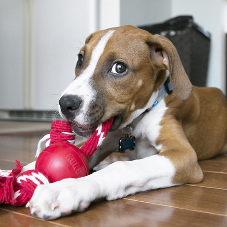 KONG Ball With Rope #size_s