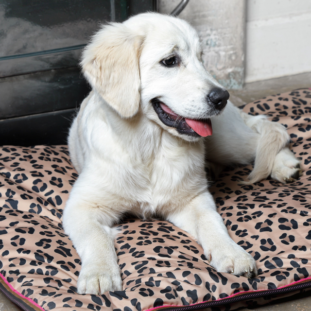 Shires Digby & Fox Waterproof Dog Bed #colour_leopard