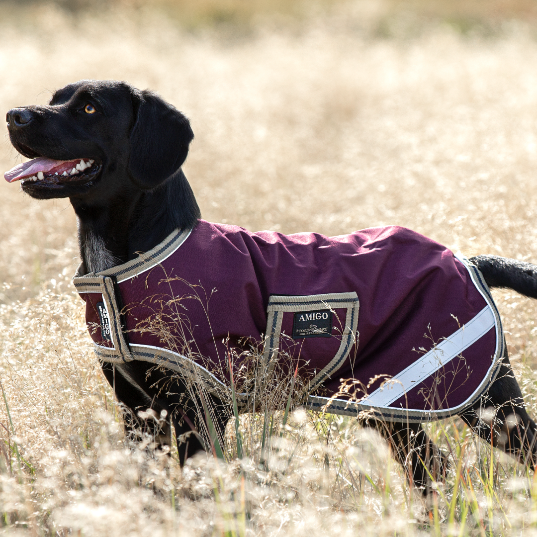 Horseware Ireland Amigo Dog Rug Ripstop #colour_fig-navy-tan