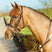 Mackey Classic Padded Flash Bridle #colour_brown